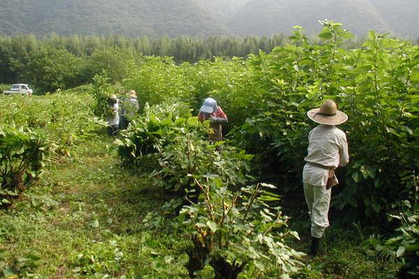 有限会社桜江町桑茶生産組合